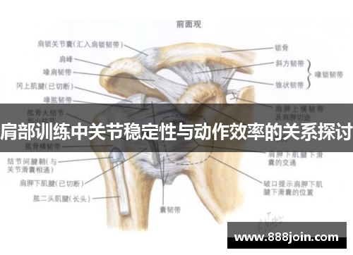 肩部训练中关节稳定性与动作效率的关系探讨